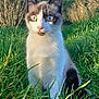cat, animal, outdoor, grass, nature, fur, whiskers, ears, blue_eyes, pet, mammal, cute, wildlife, sunlight, closeup, portrait, greenery, fur_pattern, sitting, alert