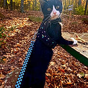 Rupert joined the competition — help win amazing prizes! adventure, animal, autumn, black_and_white, cat, curious, daylight, exploration, fallen_leaves, forest, harness, leash, mossy_rock, nature, outdoor, pet, sunlight, tree, tuxedo_cat, whiskers
