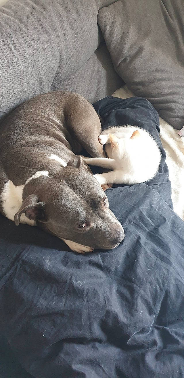 Mara a rejoint le concours — aidez-le/la à gagner de superbes lots ! american_bulldog, american_pit_bull_terrier, american_staffordshire_terrier, bull_terrier, canidae, carnivore, companion_dog, dog, dog_breed, fawn, italian_greyhound, mammal, nap, non_sporting_group, pit_bull, puppy, snout, vertebrate