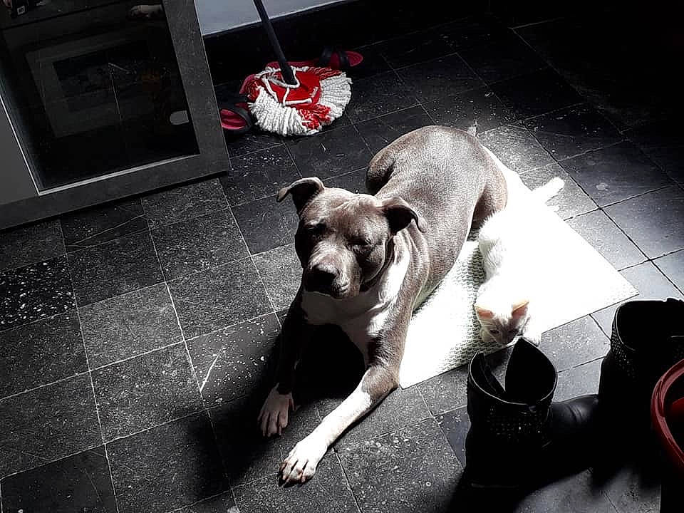 Mara participe au concours pour gagner de l'argent avec cette photo : american_bulldog, american_pit_bull_terrier, american_staffordshire_terrier, canidae, carnivore, companion_dog, dog, dog_breed, fawn, non_sporting_group, pit_bull, snout, sporting_group, street, tail