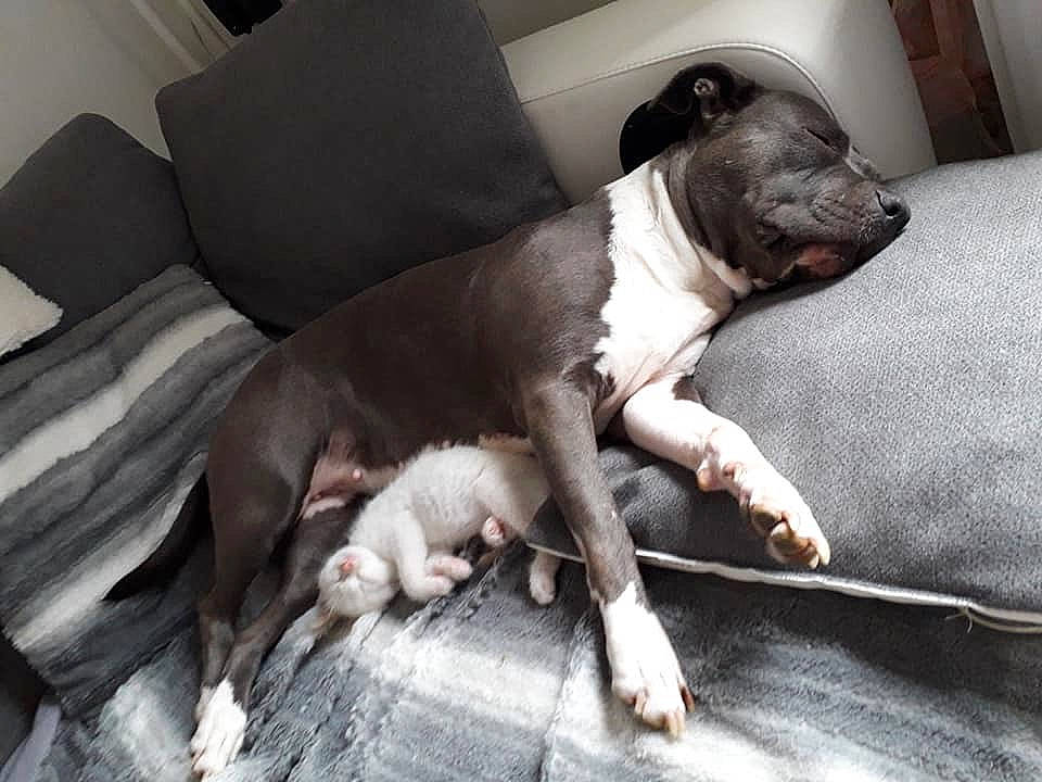 Mara a rejoint le concours — aidez-le/la à gagner de superbes lots ! american_pit_bull_terrier, american_staffordshire_terrier, canidae, carnivore, companion_dog, dog, dog_breed, fawn, mammal, non_sporting_group, pit_bull, snout, vertebrate