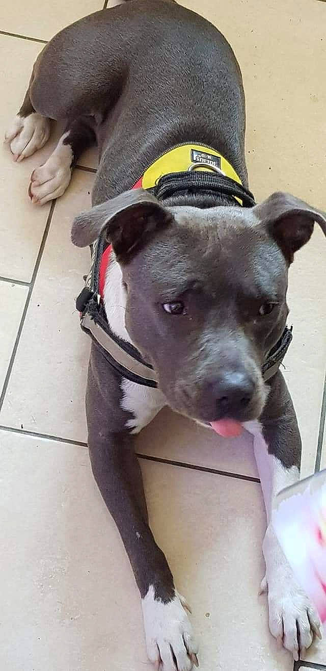 Mara participe au concours pour gagner de l'argent avec cette photo : american_pit_bull_terrier, american_staffordshire_terrier, bandog, bull_and_terrier, canidae, carnivore, dog, dog_breed, fawn, non_sporting_group, old_english_terrier, pit_bull, snout, sporting_group, staffordshire_bull_terrier