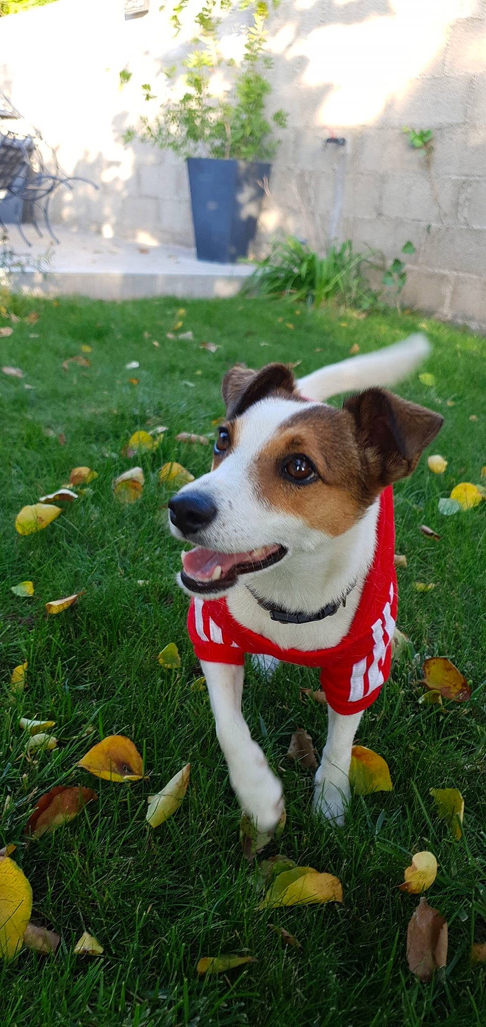 Lola a rejoint le concours — aidez-le/la à gagner de superbes lots ! canidae, carnivore, companion_dog, dog, dog_breed, mammal, russell_terrier, snout, sporting_group, vertebrate