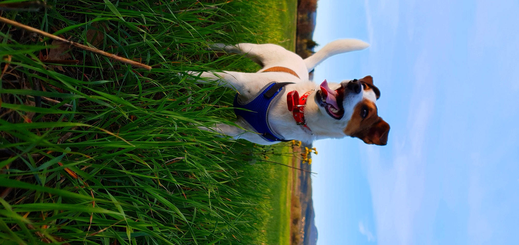 Lola participe au concours pour gagner de l'argent avec cette photo : adventure, canidae, carnivore, companion_dog, dog, dog_breed, fox_terrier, jack_russell_terrier, jumping, parson_russell_terrier, rat_terrier, russell_terrier, tail
