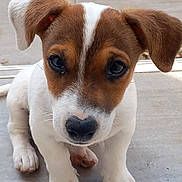 Apy a rejoint le concours — aidez-le/la à gagner de superbes lots ! puppy, dog, pet, animal, cute, young, ears, face, fur, white, brown, sitting, floor, portrait, looking, closeup, adorable, canine, nose, whiskers