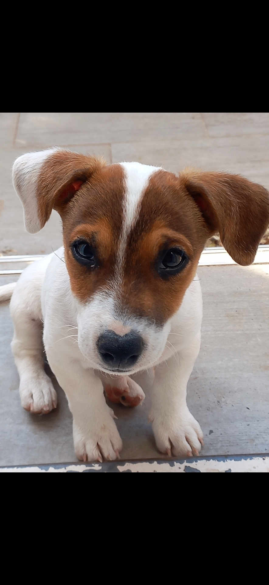 Apy a rejoint le concours — aidez-le/la à gagner de superbes lots ! puppy, dog, pet, animal, cute, young, ears, face, fur, white, brown, sitting, floor, portrait, looking, closeup, adorable, canine, nose, whiskers