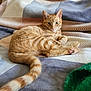 cat, ginger_cat, tabby, pet, animal, feline, cute, relaxed, lying_down, bed, blanket, striped, whiskers, ears, tail, pink_nose, indoor, cozy, soft_texture, resting