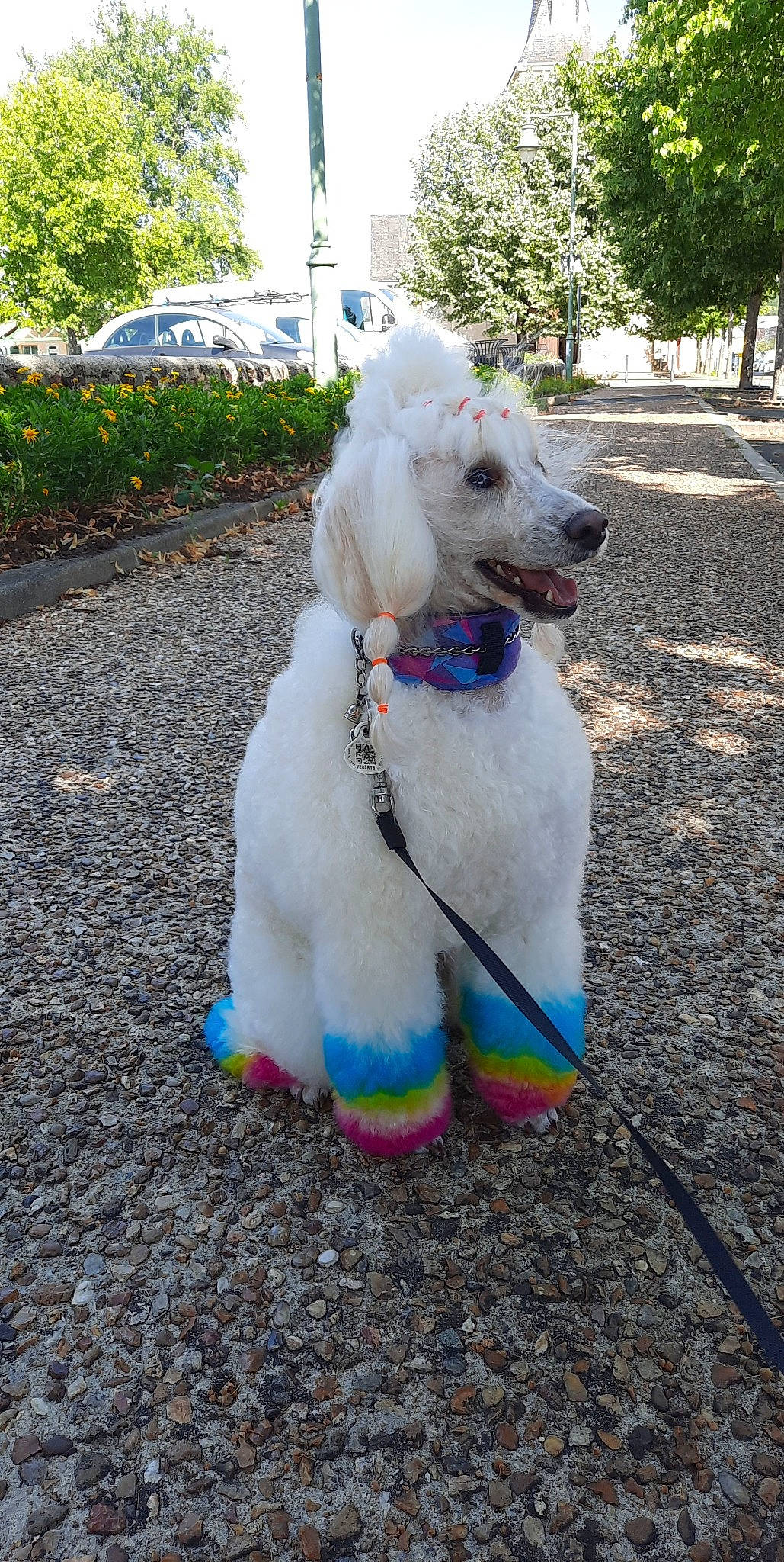 Riqclès participe au concours pour gagner de l'argent avec cette photo : carnivore, collar, companion_dog, dog, dog_breed, dog_clothes, dog_collar, dog_supply, electric_blue, fawn, grass, leash, pet_supply, plant, road_surface, sidewalk, sporting_group, tail, tree, working_animal