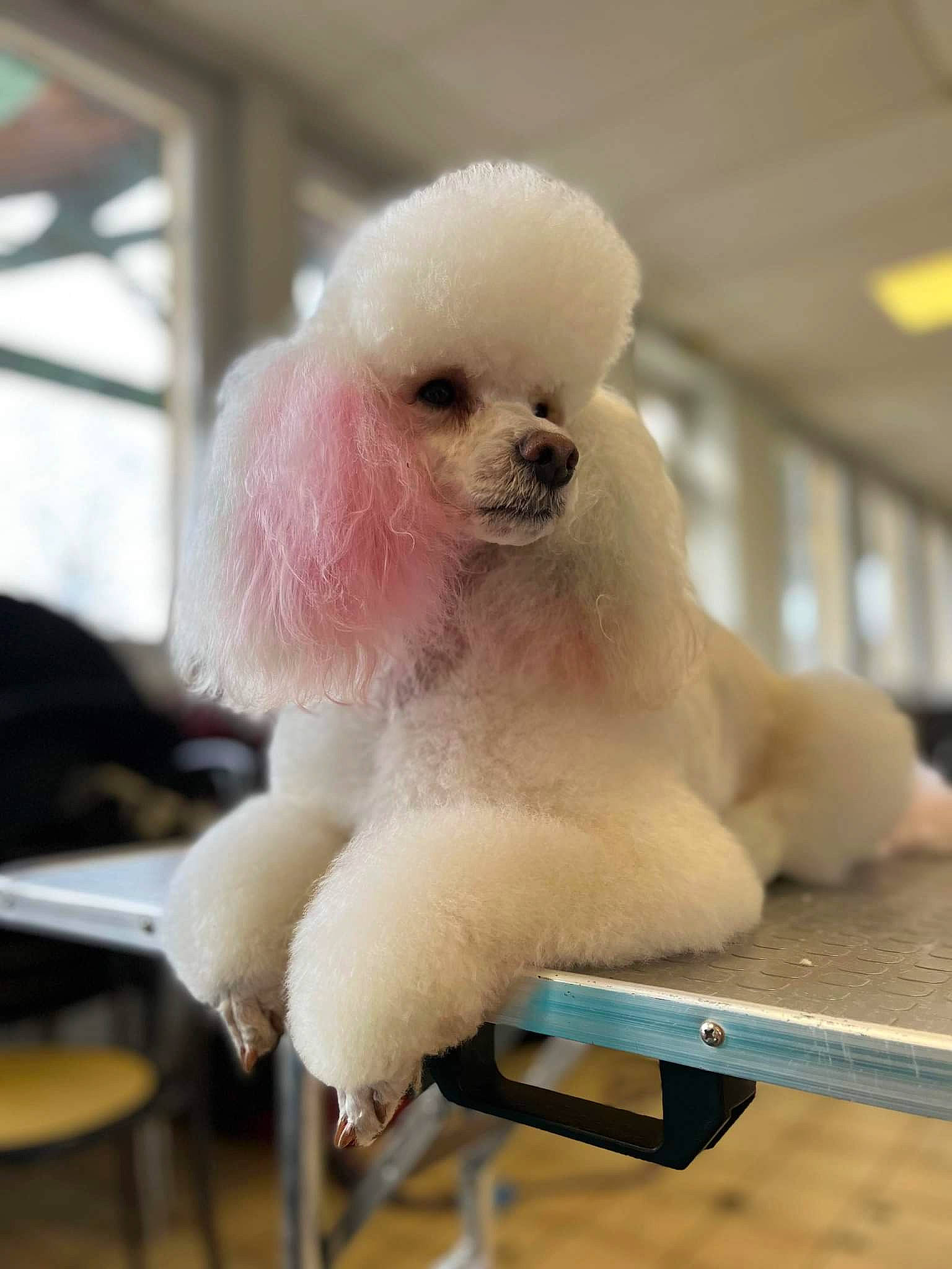 Riqclès a rejoint le concours — aidez-le/la à gagner de superbes lots ! bichon, canidae, carnivore, collar, companion_dog, dog, dog_breed, dog_supply, fawn, fur, maltepoo, non_sporting_group, pet_supply, poodle, puppy, snout, sporting_group, toy, toy_dog, working_animal