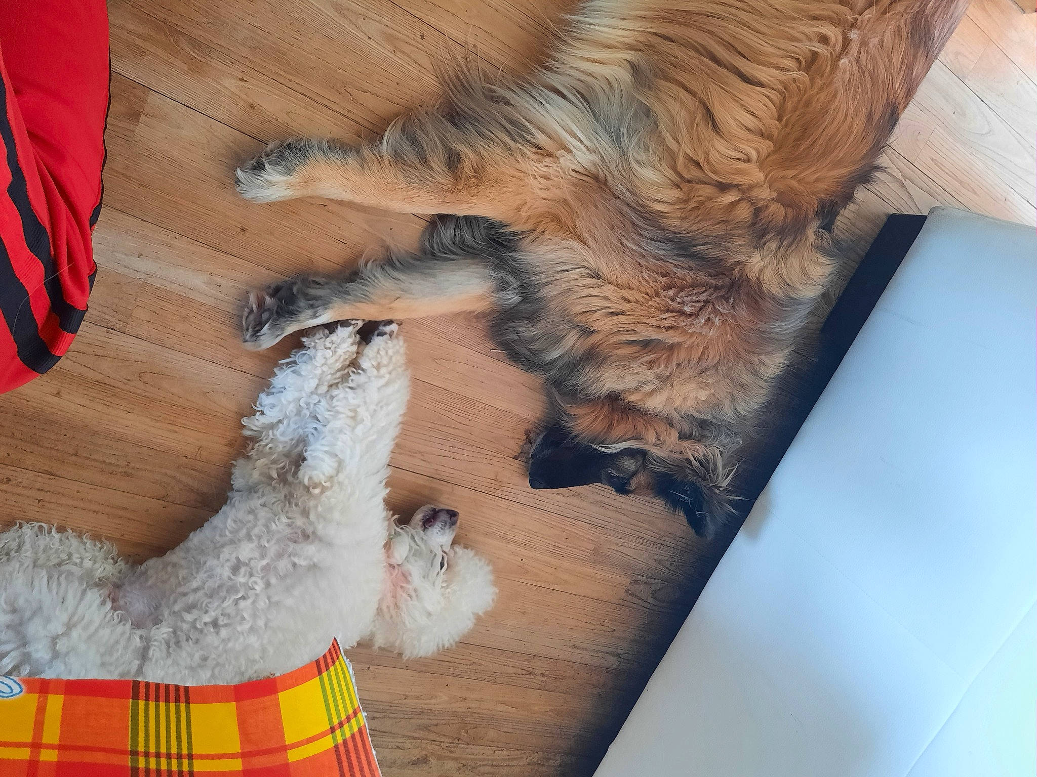 Gazelle a rejoint le concours — aidez-le/la à gagner de superbes lots ! alpaca, carnivore, comfort, companion_dog, dog, dog_breed, fawn, felidae, fur, hardwood, liver, llama, paw, small_to_medium_sized_cats, snout, sporting_group, tail, tartan, toy, wood