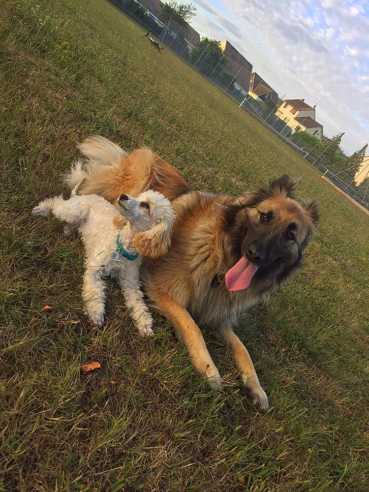 Gazelle a rejoint le concours — aidez-le/la à gagner de superbes lots ! canidae, carnivore, cloud, companion_dog, dog, dog_breed, fawn, fur, grass, grassland, happy, landscape, leash, pasture, people_in_nature, plant, sky, sporting_group, window, working_animal