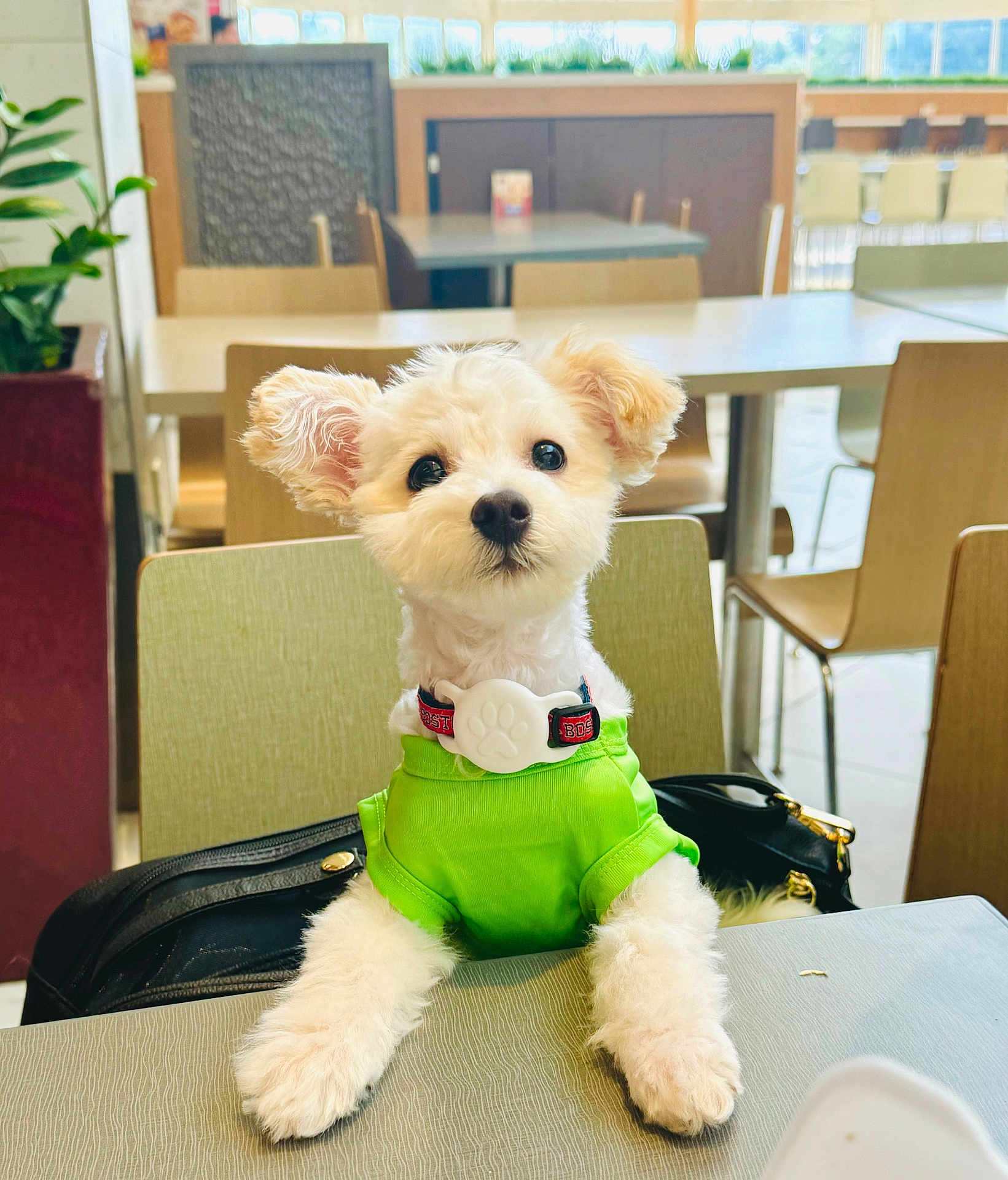 Mango is registered to the contest to win money with this photo: accessories, animal, bag, blackboard, canine, chair, desk, diningtable, dog, furniture, handbag, indoors, interiordesign, pet, plant, poodle, pottedplant, puppy, table, whitedog