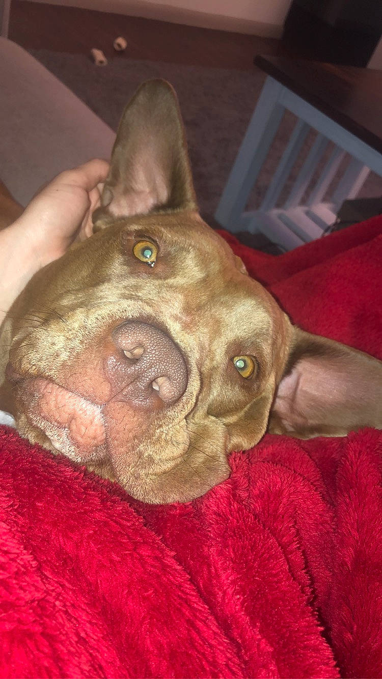 Hazel Grace joined the competition — help win amazing prizes! canidae, carnivore, collar, companion_dog, dog, dog_breed, ear, fawn, fur, jaw, liver, non_sporting_group, snout, sporting_group, terrestrial_animal, whiskers, working_animal, wrinkle