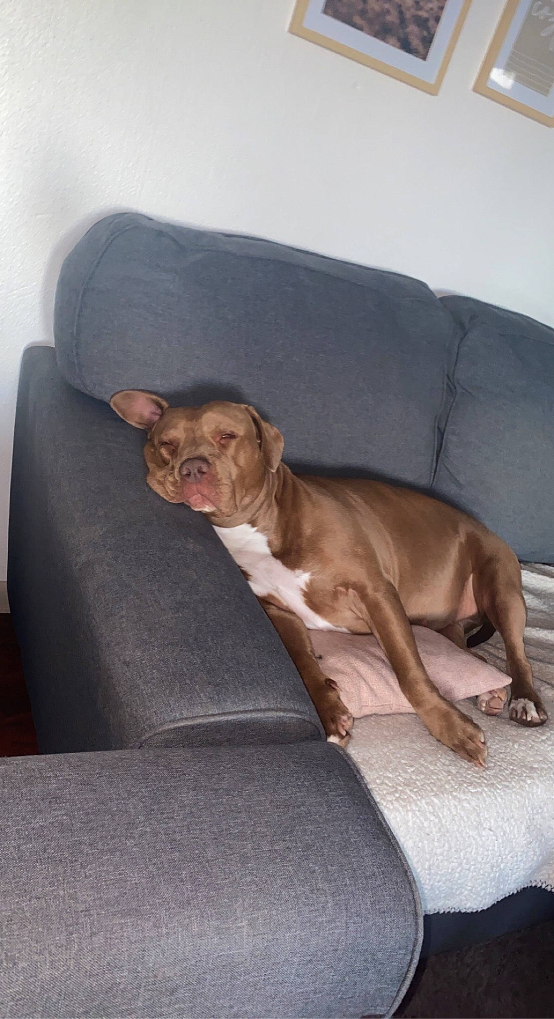 Hazel Grace is registered to the contest to win money with this photo: canidae, carnivore, comfort, companion_dog, couch, dog, dog_breed, fawn, fur, furniture, gun_dog, hardwood, liver, pointing_breed, sitting, snout, sporting_group, terrestrial_animal, whiskers, working_animal