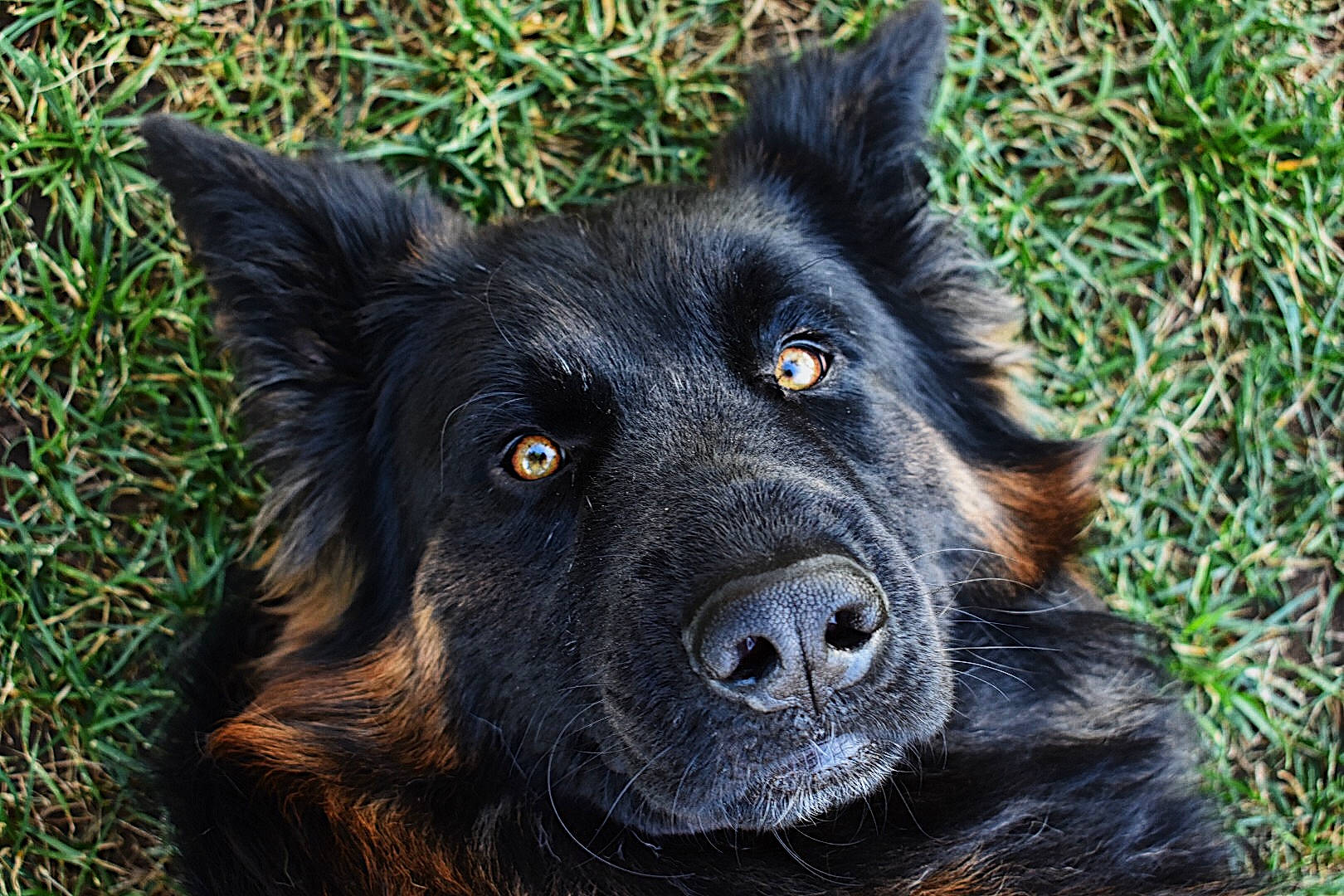 Endzo joined the competition — help win amazing prizes! canidae, carnivore, companion_dog, dog, dog_breed, fur, grass, herding_dog, snout, sporting_group, working_animal, working_dog