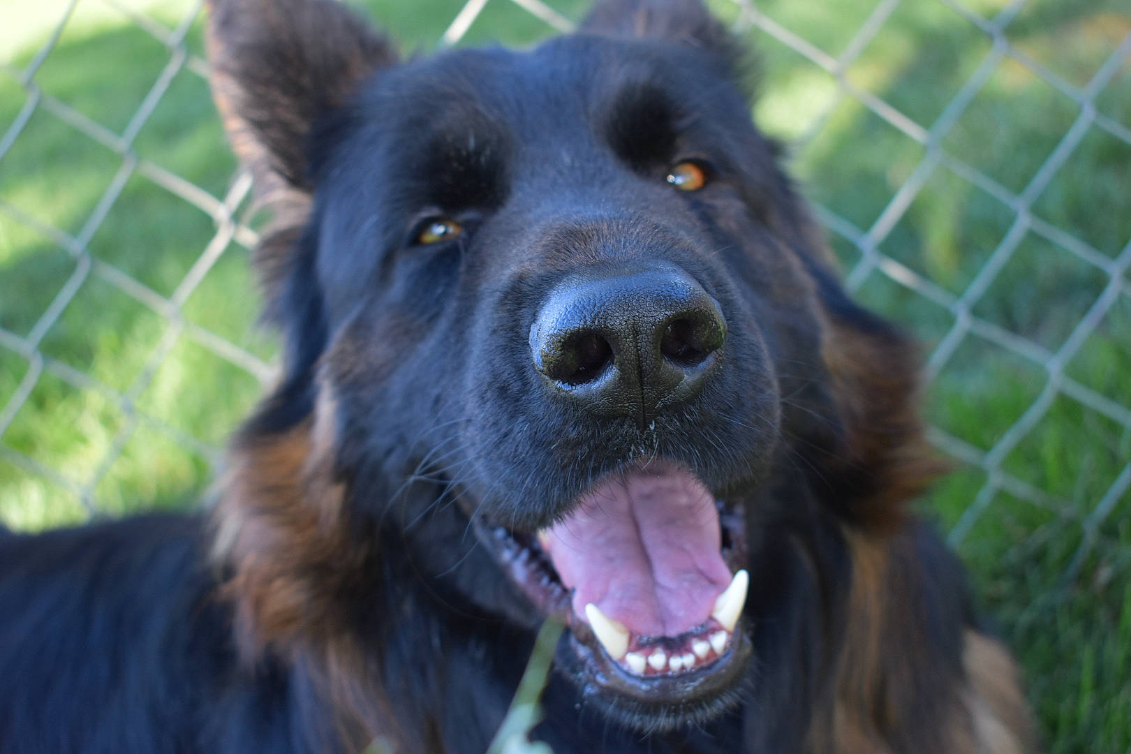 Endzo is registered to the contest to win money with this photo: canidae, carnivore, collar, companion_dog, dog, dog_breed, fang, fence, fur, grass, herding_dog, mesh, plant, snout, sporting_group, terrestrial_animal, wildlife, wire_fencing, working_animal, working_dog