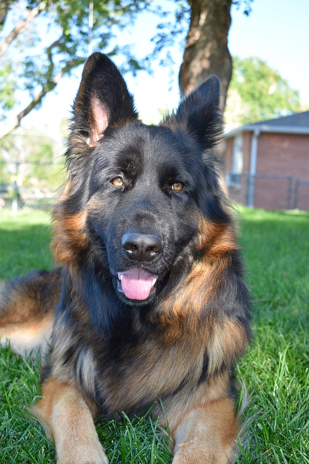 Endzo is registered to the contest to win money with this photo: bohemian_shepherd, canidae, carnivore, companion_dog, dog, dog_breed, german_shepherd_dog, grass, guard_dog, herding_dog, king_shepherd, old_german_shepherd_dog, plant, sky, snout, sporting_group, tervuren, tree, working_dog