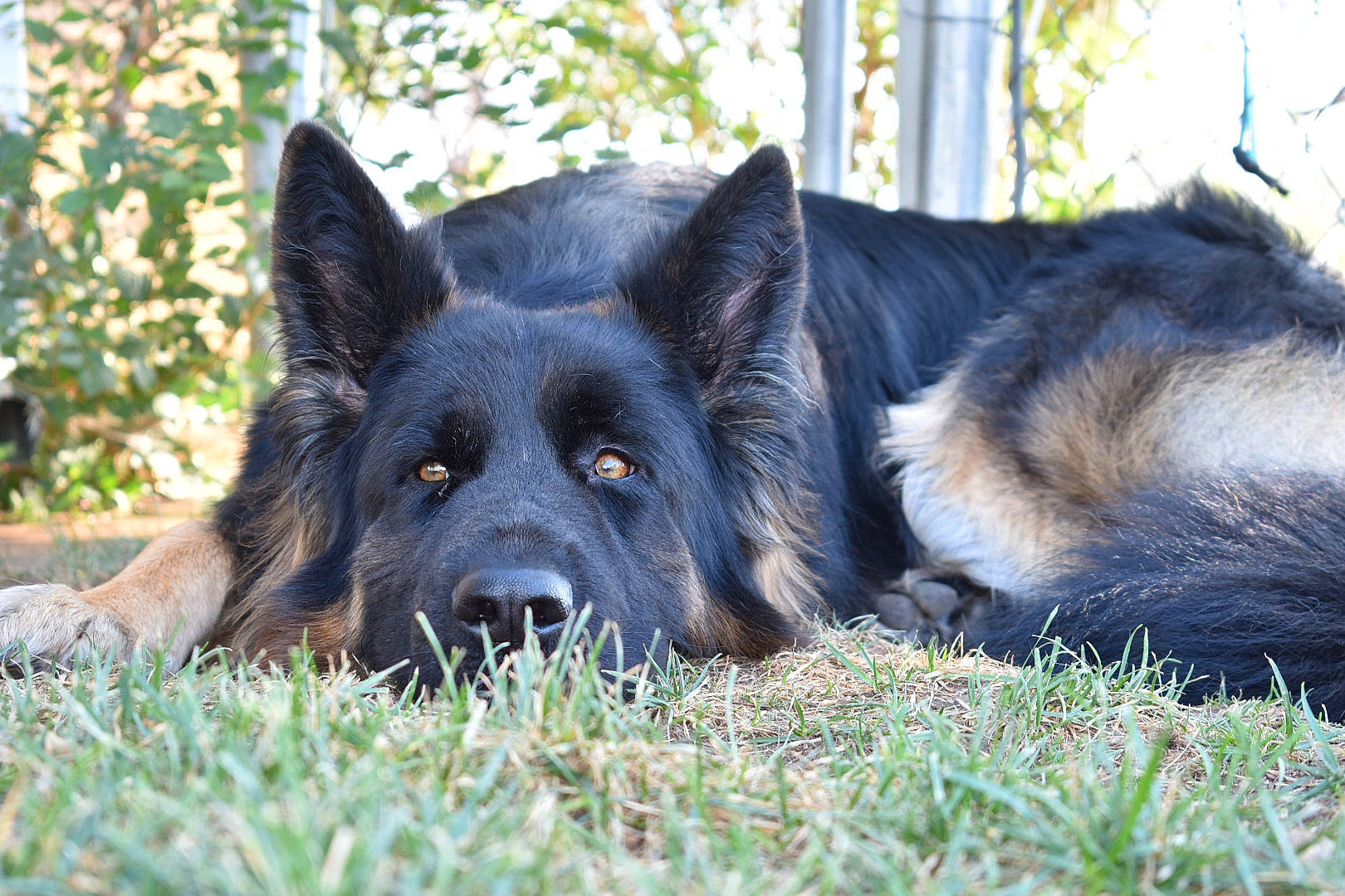 Endzo is registered to the contest to win money with this photo: ancient_dog_breeds, canidae, canis, carnivore, companion_dog, dog, dog_breed, fur, giant_dog_breed, grass, guard_dog, herding_dog, king_shepherd, non_sporting_group, plant, snout, sporting_group, terrestrial_animal, working_animal, working_dog