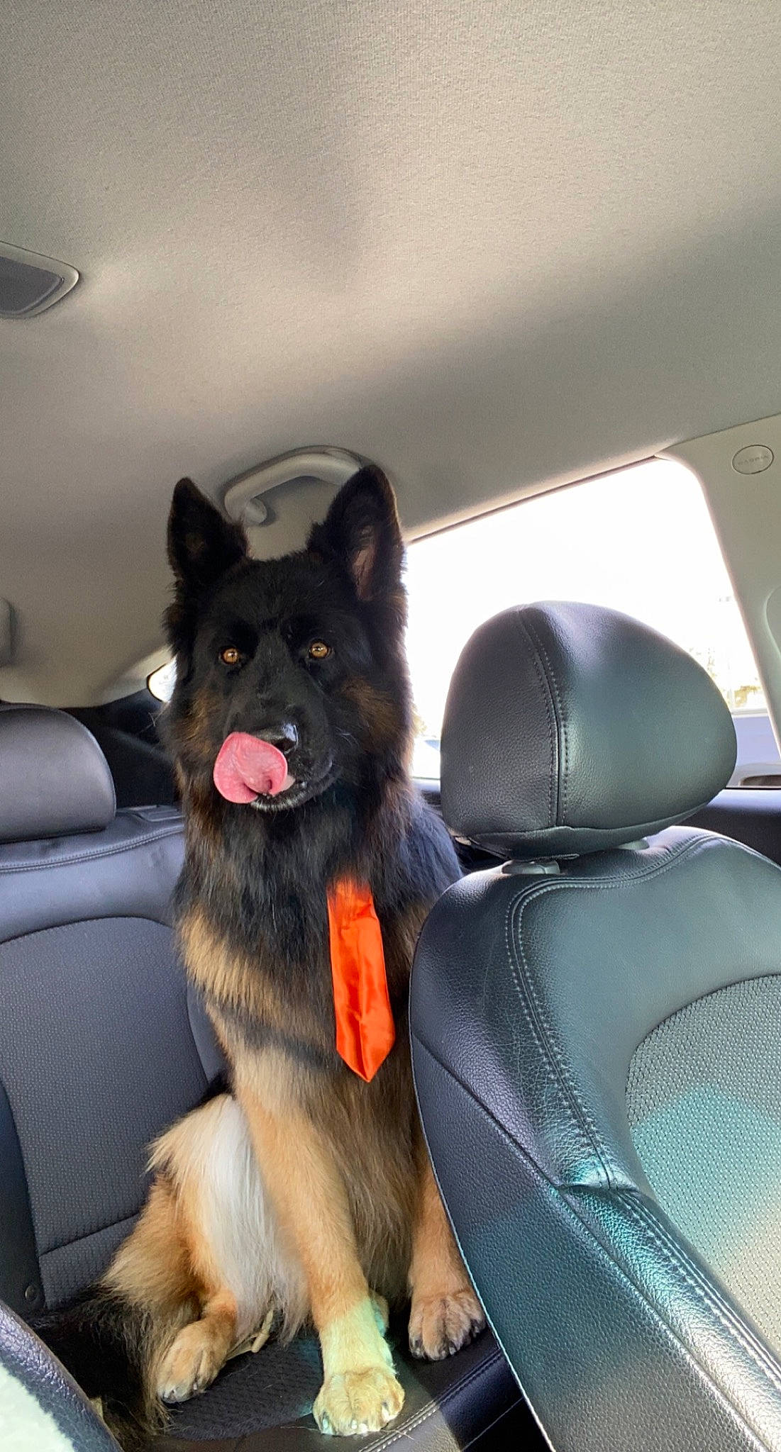 Endzo joined the competition — help win amazing prizes! canidae, car, car_seat, car_seat_cover, carnivore, companion_dog, dog, dog_breed, fur, head_restraint, luxury_vehicle, motor_vehicle, personal_luxury_car, snout, sporting_group, vehicle, vehicle_door, window, windshield, working_dog