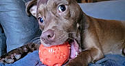 Mary joined the competition — help win amazing prizes! puppy, dog, brown_dog, pet, animal, chew_toy, orange_ball, toy, playing, biting, open_mouth, blue_blanket, couch, indoor, home, close_up, portrait, floppy_ears, paws, cute