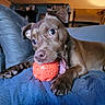 puppy, dog, brown_dog, pet, animal, chew_toy, orange_ball, toy, playing, biting, open_mouth, blue_blanket, couch, indoor, home, close_up, portrait, floppy_ears, paws, cute