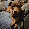 Mary joined the competition — help win amazing prizes! dog, brown_dog, pet, animal, portrait, close_up, lying_down, crossed_paws, floppy_ears, brown_fur, dark_eyes, nose, whiskers, couch, sofa, blanket, pillows, living_room, bookshelf, indoors