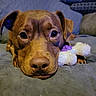 Mary is registered to the contest to win money with this photo: dog, puppy, brown_dog, close_up, face, eyes, nose, ears, lying_down, resting, bed, blanket, plush_toy, toy, indoor, bedroom, pet, cute, portrait, soft_lighting