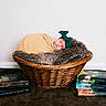 newborn, baby, basket, blanket, headband, sleeping, fur, wicker, brown, yellow, green, books, stack, fabric, indoor, portrait, cozy, resting, child, soft