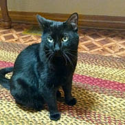 Gus is registered to the contest to win money with this photo: asian, black_cat, bombay, cat, cat_like_mammal, chartreux, domestic_short_haired_cat, european_shorthair, fur, kitten, korat, nebelung, small_to_medium_sized_cats, tail, whiskers