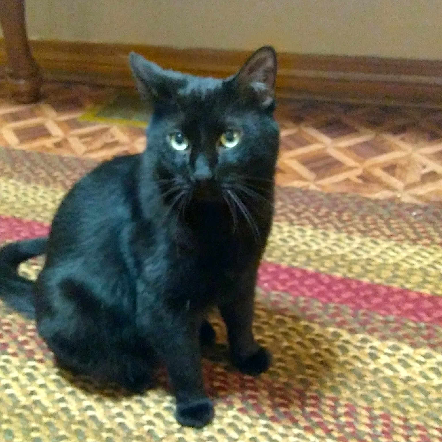 Gus