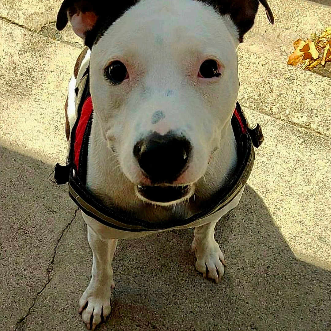 Sigyn participe au concours pour gagner de l'argent avec cette photo : animal, black, canine, close_up, concrete, curious, dog, ears, face, four_legs, harness, looking_up, nose, outdoor, pavement, paw, pet, shadow, sunlight, white