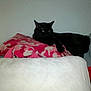 Zoomy joined the competition — help win amazing prizes! black_cat, cat, pillow, pink, white, blanket, bed, cushion, cozy, indoor, feline, resting, animal, pet, green_eyes, fur, lying_down, relaxed, domestic_cat, sleepy