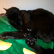 Zoomy is registered to the contest to win money with this photo: black_cat, sleeping, cat, pet, animal, fur, claws, blanket, green_blanket, yellow_accents, indoor, resting, cozy, cute, feline, paw, tail, whiskers, relaxing, domestic_animal