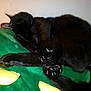black_cat, sleeping, cat, pet, animal, fur, claws, blanket, green_blanket, yellow_accents, indoor, resting, cozy, cute, feline, paw, tail, whiskers, relaxing, domestic_animal