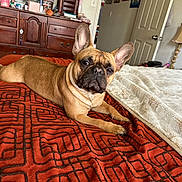 Canelita joined the competition — help win amazing prizes! animal, bed, blanket, cozy, cream_blanket, dog, door, ears, face, french_bulldog, fur, home, indoor, lamp, looking, orange_blanket, pet, resting, room, wooden_dresser