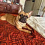 animal, bed, blanket, cozy, cream_blanket, dog, door, ears, face, french_bulldog, fur, home, indoor, lamp, looking, orange_blanket, pet, resting, room, wooden_dresser