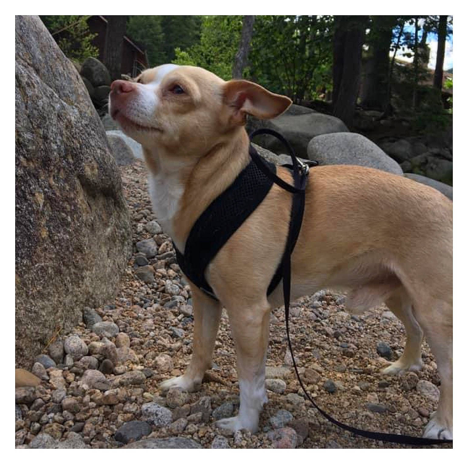 Parko joined the competition — help win amazing prizes! carnivore, collar, companion_dog, dog, dog_breed, dog_collar, dog_supply, fashion_accessory, fawn, leash, non_sporting_group, paw, pet_supply, snout, sporting_group, tail, terrestrial_animal, tree, wood, working_animal