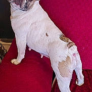 Pinky joined the competition — help win amazing prizes! dog, french_bulldog, pet, indoor, couch, red_couch, animal, canine, fur, ears, face, looking_back, curious, home, domestic, mammal, paw, texture, seated, companion