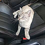 cat, blue_eyes, leather_seat, car_interior, seatbelt, paw, pet, animal, feline, curious, resting, closeup, indoor, transportation, vehicle, seat, black, white, striped, whiskers