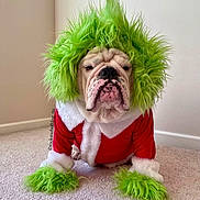 Donut joined the competition — help win amazing prizes! bulldog, dog, costume, grinch, green_wig, red_outfit, white_fur_trim, carpet, indoor, pet, animal, portrait, funny, expression, holiday, christmas, cute, furry, sitting, closeup