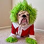 animal, bulldog, carpet, christmas, closeup, costume, cute, dog, expression, funny, furry, green_wig, grinch, holiday, indoor, pet, portrait, red_outfit, sitting, white_fur_trim