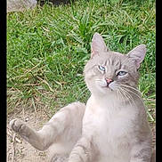 Blu is registered to the contest to win money with this photo: animal, blue_eyes, cat, cute, dirt, domestic_animal, feline, fur, grass, mammal, nature, outdoor, paw, pet, playful, portrait, relaxed, resting, sitting, whiskers