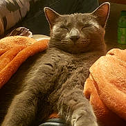 Xena is registered to the contest to win money with this photo: arm, blanket, camo_clothing, cat, comfort, cozy, feline, furniture, gray_cat, home, indoor, jeans, orange_blanket, person, pet, relaxed, resting, sleepy, snuggling, stretching