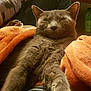 arm, blanket, camo_clothing, cat, comfort, cozy, feline, furniture, gray_cat, home, indoor, jeans, orange_blanket, person, pet, relaxed, resting, sleepy, snuggling, stretching
