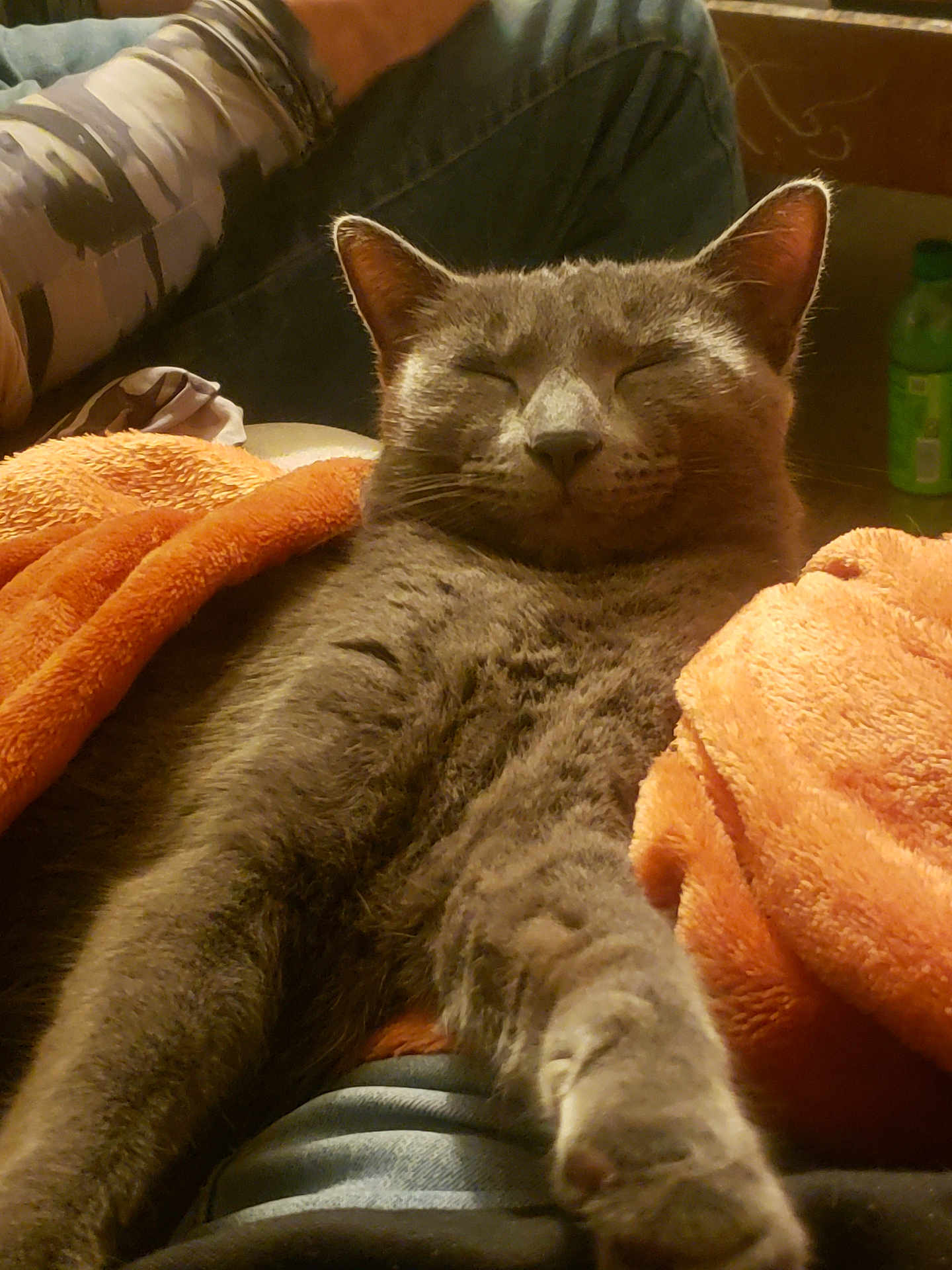 Xena