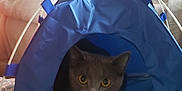 Xena joined the competition — help win amazing prizes! animal, blanket, blue_tent, cat, cozy, curious, cute, domestic, eyes, furniture, gray_cat, household, indoor, living_room, pet, playing, resting, soft_lighting, television, tent