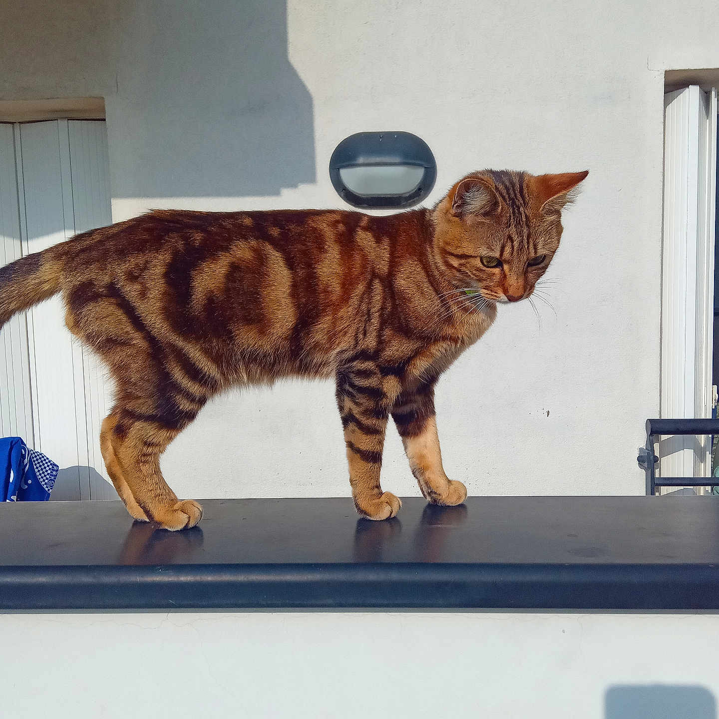 Mimi participe au concours pour gagner de l'argent avec cette photo : cat, tabby, animal, pet, fur, outdoor, sunlight, shadow, wall, ledge, curious, standing, brown, striped, domestic, mammal, whiskers, ears, tail, photograph