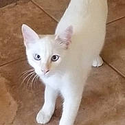 Myles joined the competition — help win amazing prizes! cat, white_cat, pet, animal, curious, indoor, floor, tile, whiskers, ears, tail, four_legs, feline, young_cat, domestic_cat, looking_up, cute, alert, standing, household