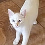 cat, white_cat, pet, animal, curious, indoor, floor, tile, whiskers, ears, tail, four_legs, feline, young_cat, domestic_cat, looking_up, cute, alert, standing, household