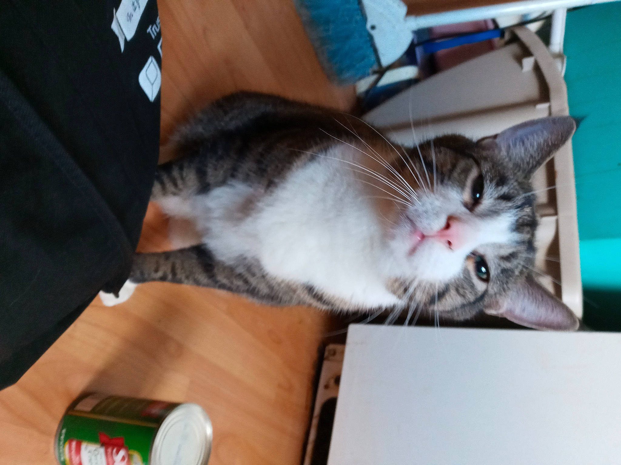 Cloud is registered to the contest to win money with this photo: box, carnivore, cat, domestic_short_haired_cat, ear, european_shorthair, felidae, fur, kitten, norwegian_forest_cat, small_to_medium_sized_cats, whiskers